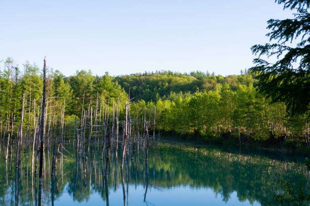 istock The surface of the blue pond reflecting the blue spring sky 1372341186