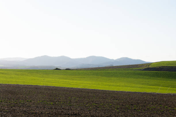 istock Green meadow that shines in the sunlight 1372341207
