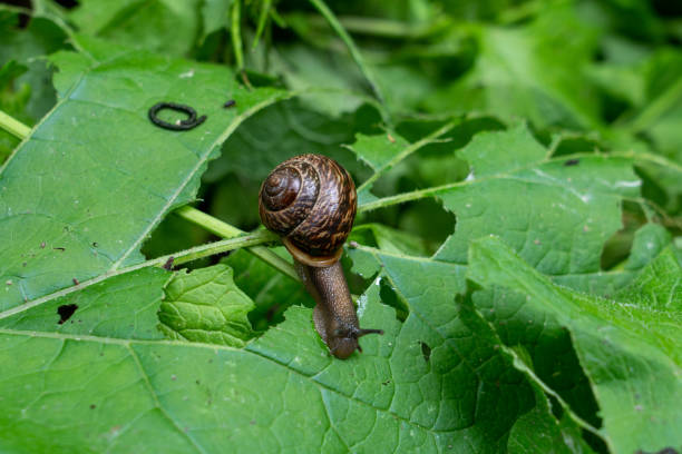 istock slimy slug leaves shell on green leafs in park 1372341519