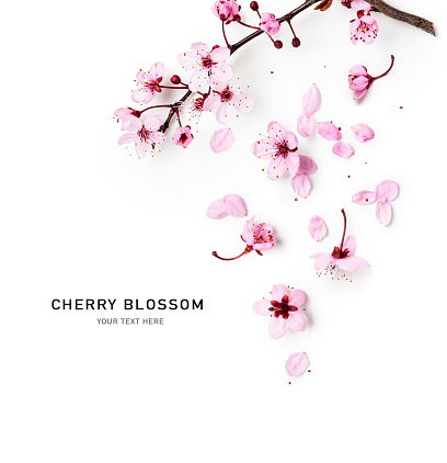 Spring cherry tree in bloom creative layout. Sakura pink flowers in springtime background. Beauty in nature. Design element. Top view, flat lay