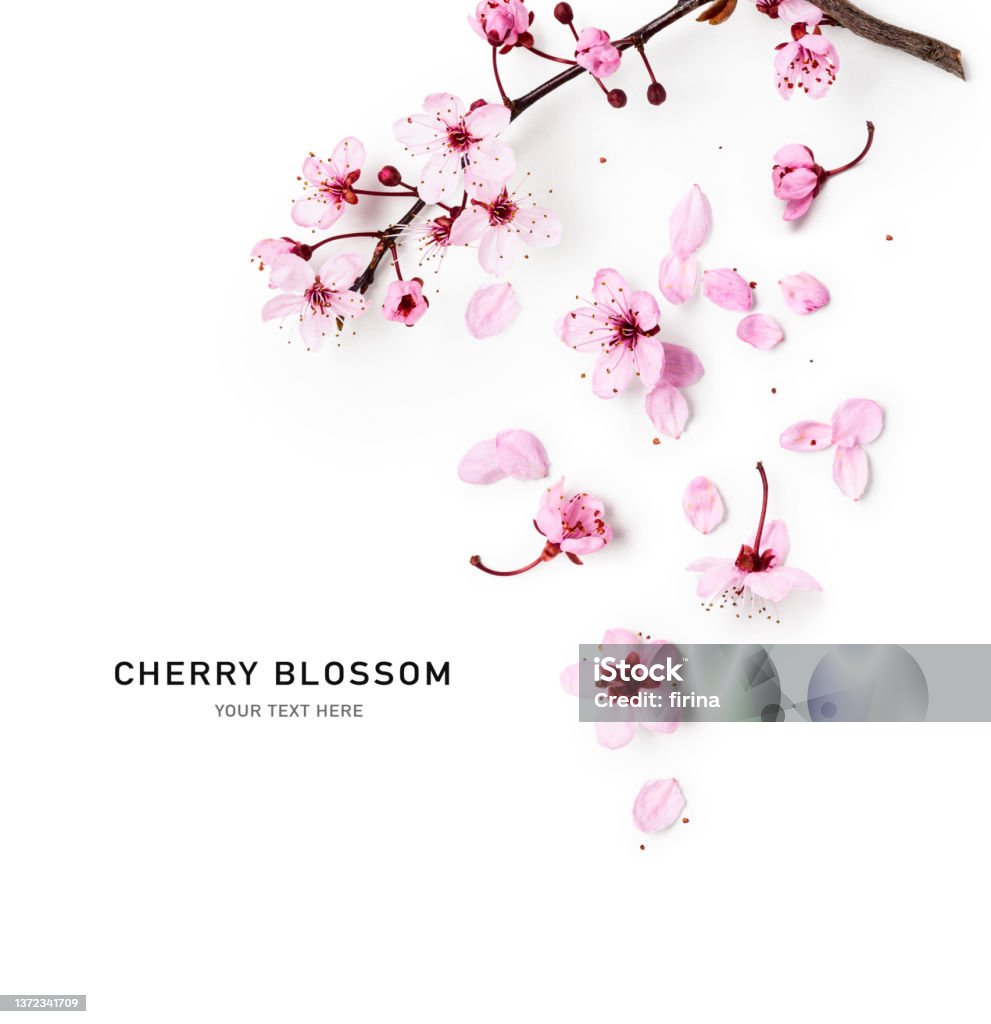 Cherry tree blossom Spring cherry tree in bloom creative layout. Sakura pink flowers in springtime background. Beauty in nature. Design element. Top view, flat lay Cherry Blossom Stock Photo
