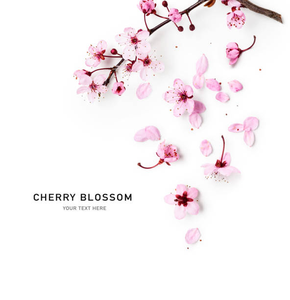 Cherry tree blossom Spring cherry tree in bloom creative layout. Sakura pink flowers in springtime background. Beauty in nature. Design element. Top view, flat lay cherry blossom stock pictures, royalty-free photos & images