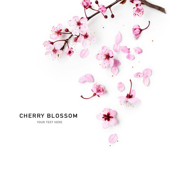 wiśniowe drzewo kwiat - cherry blossom blossom branch cherry tree zdjęcia i obrazy z banku zdjęć