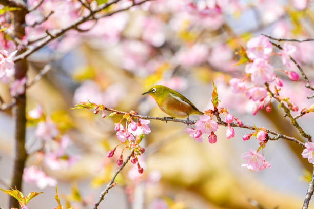 istock Early spring cherry blossoms and The Japanese white-eye 1372344290