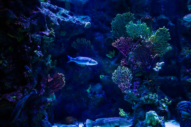 istock A tropical fish in the aquarium. Dark background. 1372345379
