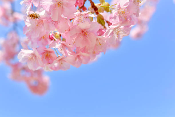 istock Cherry blossoms shining in the blue sky 1372345698