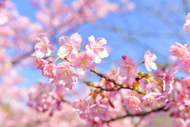 istock Cherry blossoms shining in the blue sky 1372345786