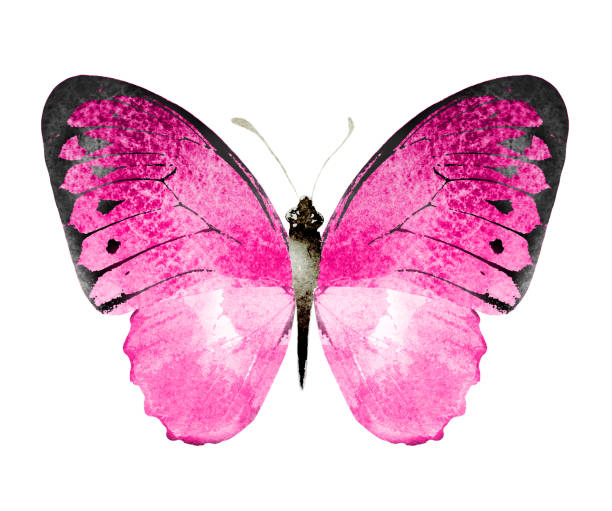istock Color watercolor butterfly , isolated on the white background 1372346393