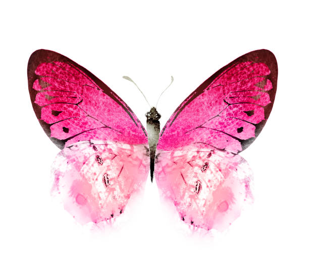 istock Color watercolor butterfly , isolated on the white background 1372346409
