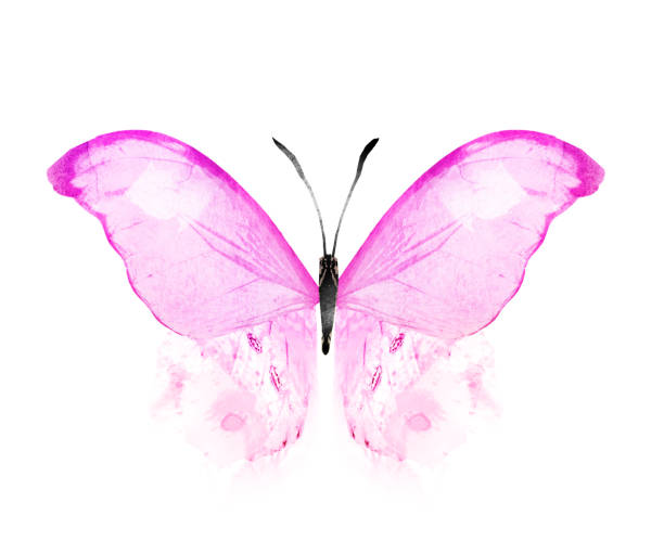 istock Color watercolor butterfly , isolated on the white background 1372346432