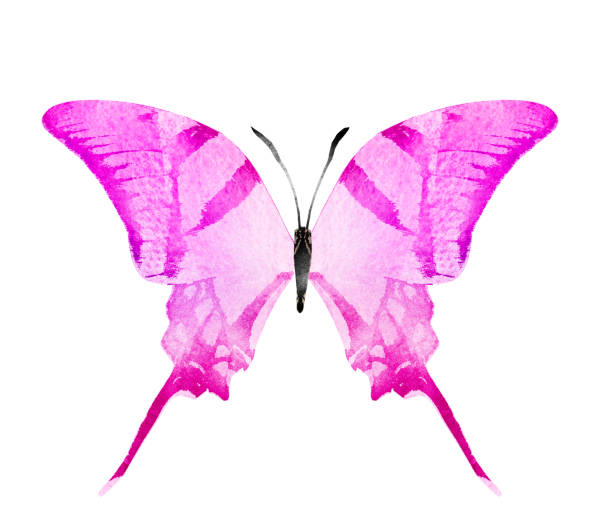 istock Color watercolor butterfly , isolated on the white background 1372346435
