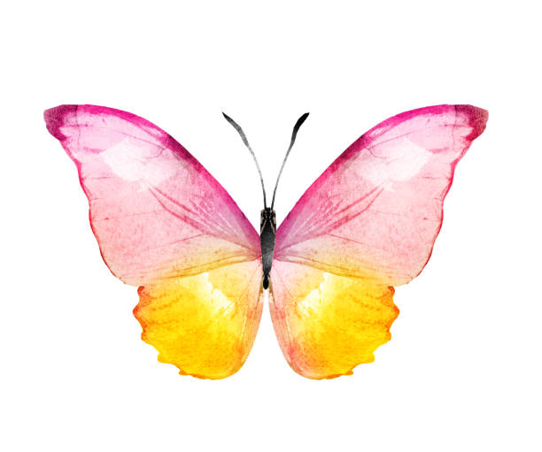 istock Color watercolor butterfly , isolated on the white background 1372346436