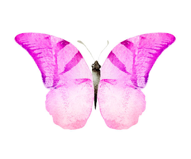 istock Color watercolor butterfly , isolated on the white background 1372346442