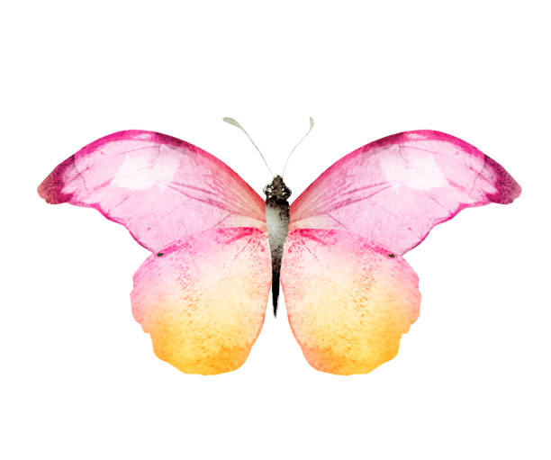 istock Color watercolor butterfly , isolated on the white background 1372346457
