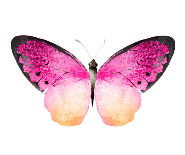 istock Color watercolor butterfly , isolated on the white background 1372346475