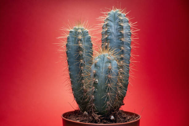istock cactus with  spines at potted.background of a cactus with long spines 1372347072