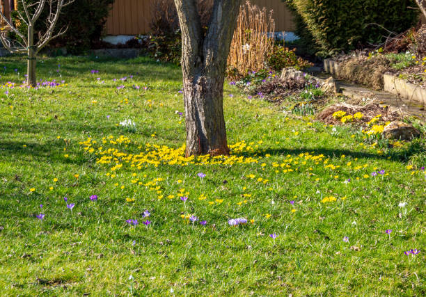 istock Flower meadow in the spring garden 1372349554