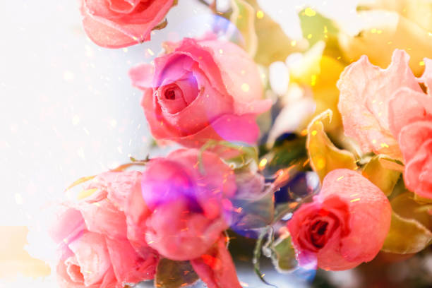 Delicate dry roses on an abstract background with bokeh. Aesthetic elegant floral texture