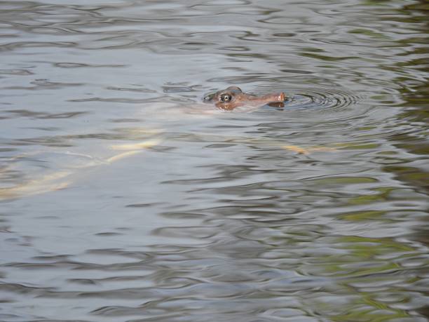 istock Florida Softshell Turtle (Apalone ferox) swimming in the wetlands 1372350331