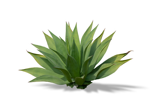 Agave plant isolated on a white background with shadows.