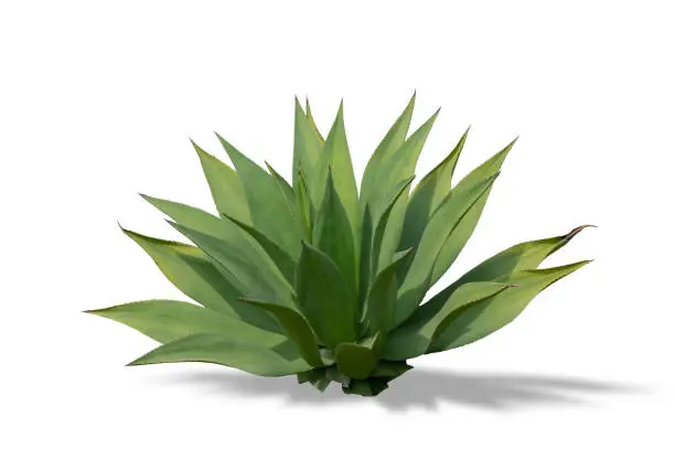 Photo of Agave plant isolated on a white background with shadows.