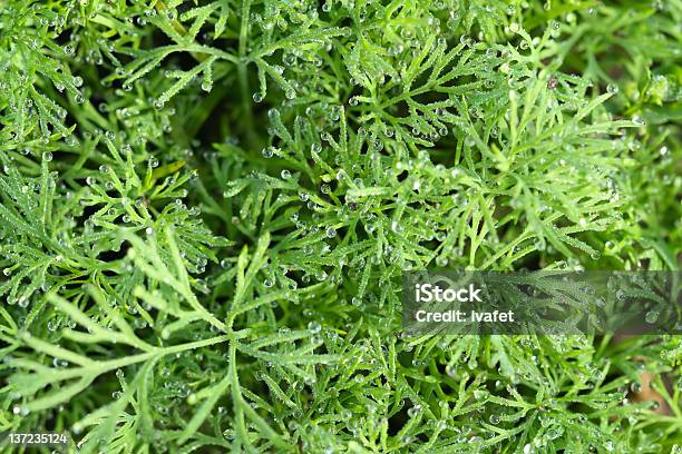 Foto de Endro e mais fotos de stock de Agricultura - Agricultura, Botânica - Assunto, Canteiro de Flores