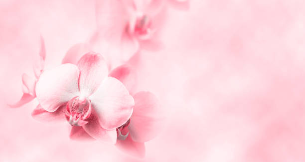 istock Pink background with flower and place for text. 1372351327
