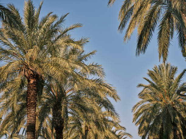 istock beautiful palm tree and sky background 1372351347