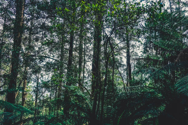 istock View into a dense rainforest in Australia. 1372352560