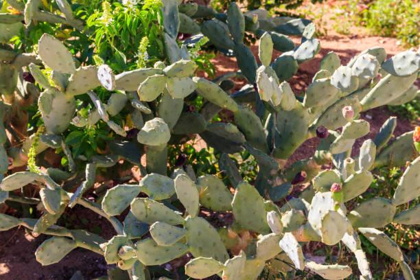 istock Prickly pear cactus (Opuntia ficus-indica) in a garden 1372354045