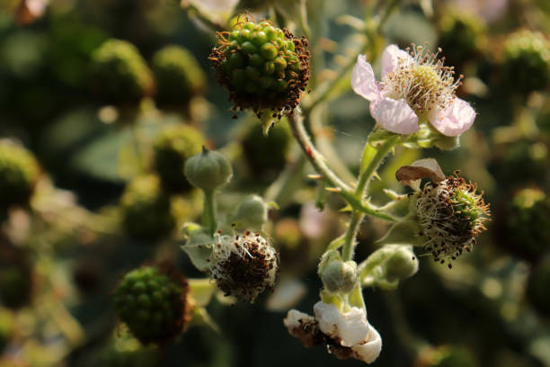 istock Flowering blackberry bush 1372354390