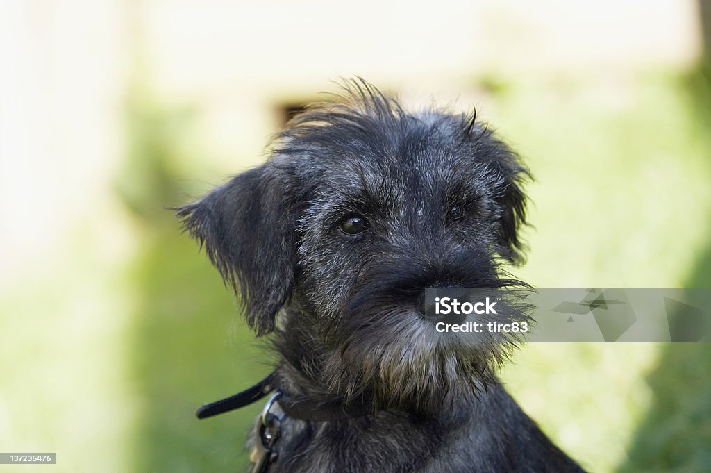 Linda negro cachorro - Foto de stock de Animal libre de derechos