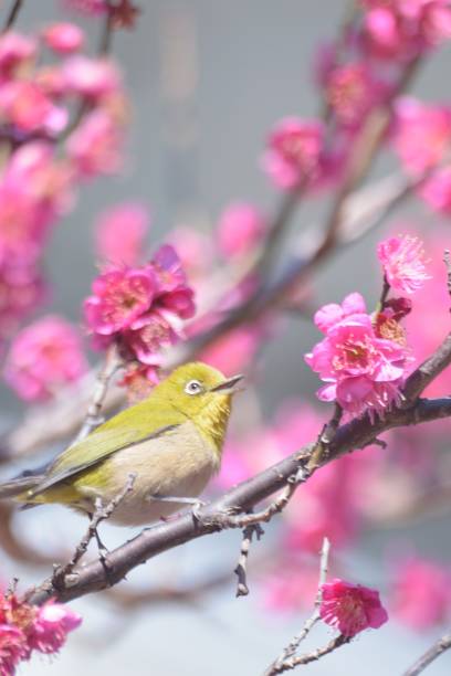 istock White Eye Bird on Pink Plum blossom tree 1372354900