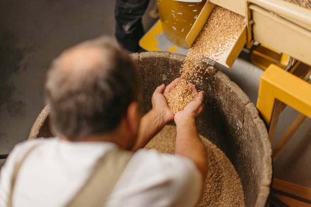 l'agricoltore maschio controlla i chicchi di grano che cadono dalla macchina - farmer bending wheat examining foto e immagini stock