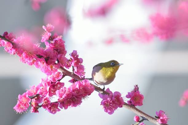 istock White Eye Bird on Pink Plum blossom tree 1372354920