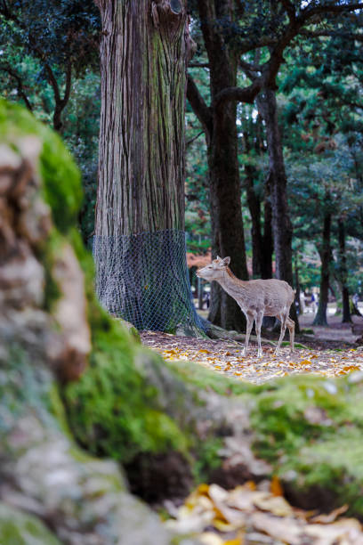 istock Deer cut by trees moving through the forest 1372356546