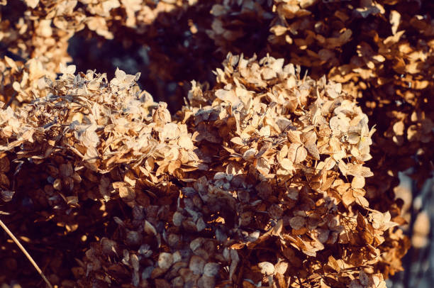 Dry brown hydrangea inflorescences. Floral background