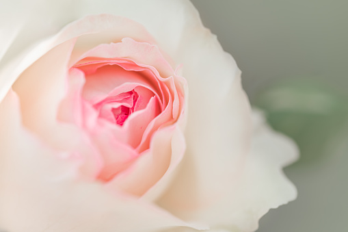 close-up of Pink pastel roses bloom