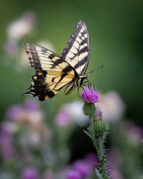 istock Butterfly - Eastern Riger Swallowtail - Cunningham Falls State Park, Maryland 1372359216
