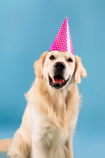 портрет милой здоровой собачки, позирующей в праздничной шляпе - hat conical стоковые фото и изображения