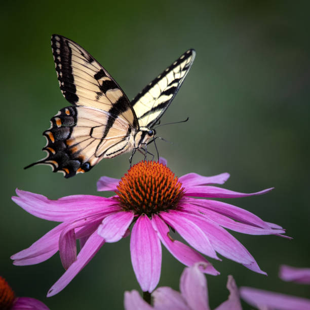 istock Butterfly - Eastern Riger Swallowtail - Cunningham Falls State Park, Maryland 1372359535