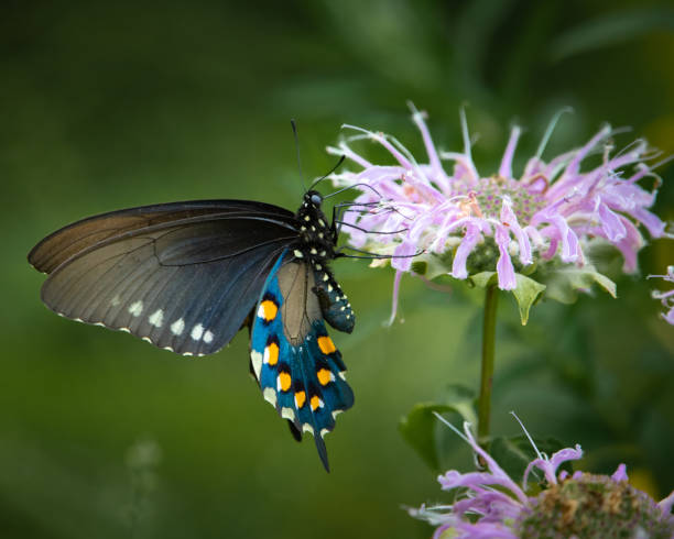 istock Butterfly - Pipevine Swallow Tail, Shenandoah River State Park Virginia 1372359692