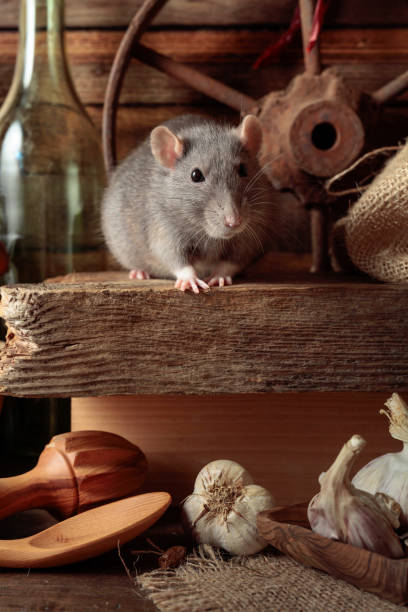 istock Rat on a table in an old shed. 1372361104