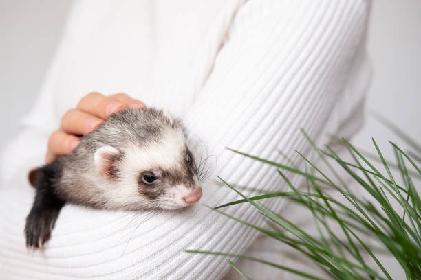 istock Ferret pet on a white background, isolated. 1372361231