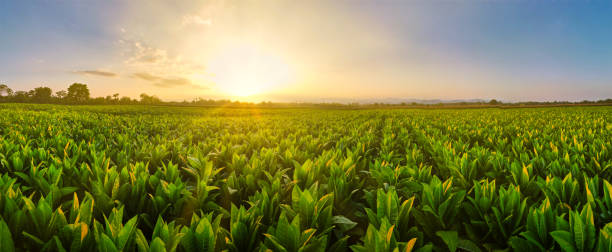 Landscape Panoramic view of Tobacco fields at sunset in countryside of Thailand Landscape Panoramic view of Tobacco fields at sunset in countryside of Thailand, crops in agriculture, panorama plantation photos stock pictures, royalty-free photos & images