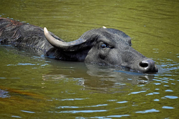 istock Asian Water Buffalo Swimming Sideview 1372362184