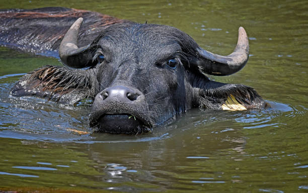 istock Asian Water Buffalo Turning and Swimming 1372362208