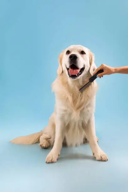 Photo of Portrait of cute healthy dog posing at blue studio wall