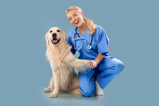 Veterinary Clinic Advertisement Concept. Happy Female Nurse In Scrubs Uniform And Stethoscope Posing With Dog, Holding Labrador's Paw Sitting On Floor Looking At Camera Isolated Blue Studio Background