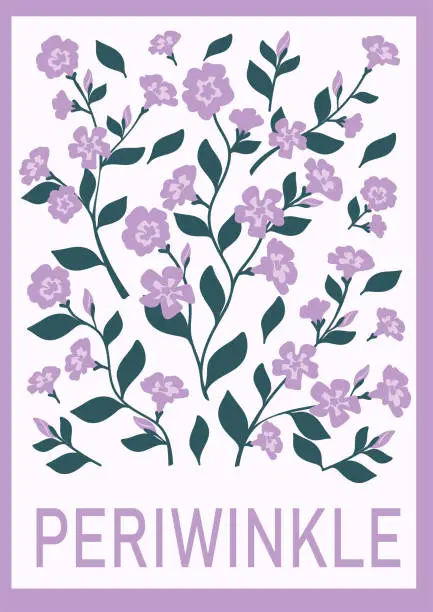 Vector illustration of Periwinkle or Vinca minor flowers. Hand drawn periwinkle twigs for prints, posters, cards, banners